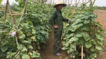 Hàng chục hộ dân vẫn đang chờ... bồi thường