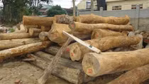 Bắt giam đối tượng vận chuyển gỗ lậu qua biên giới