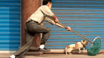 Khởi tố hai cậu cháu trộm chó