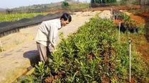 Tự phát trồng cây mắc ca khi chưa có đủ thông tin về loại cây