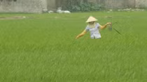 Đội nữ diệt chuột ‘cừ khôi’ trên cánh đồng Châu Quan