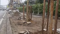 Hà Nội thay cây mỡ trên phố Nguyễn Chí Thanh bằng cây lát hoa