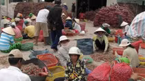 Nỗ lực ‘giải cứu’ hành tím Vĩnh Châu