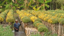 Sắc xuân Sa Đéc