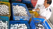 Phát hiện gần 6.000 quả trứng ngỗng nhập lậu