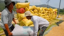 Đã thu mua tạm trữ khoảng 800.000 tấn gạo