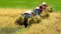 Tái cơ cấu - Bước đi tất yếu của ngành Nông nghiệp