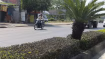 Nhiều cây mỡ đang bị đầu độc bằng hóa chất