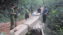 Lâm tặc ngang nhiên phá rừng phòng hộ 