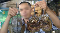 Săn sam chữa bệnh