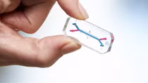 Vi mạch mô phỏng cơ quan nội tạng người