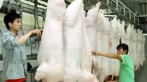 Hà Nội chỉ kiểm soát 44% cơ sở giết mổ gia súc