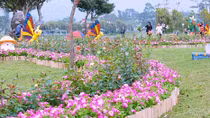 Festival hoa Đà Lạt diễn ra sớm hơn 1 ngày