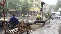 Đường ngập, cây đổ trước khi bão vào