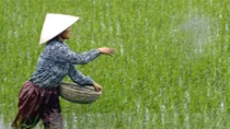 Tác hại nghiêm trọng khi dùng xi măng làm phân bón