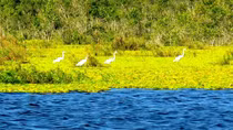 U Minh Thượng trở thành khu Ramsar thứ 2.228 của thế giới