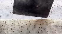 Brazil chạy đua chế tạo vaccine và muỗi sinh học chống virus Zika