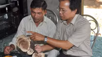 Cần có một nghiên cứu khoa học về nấm lim xanh