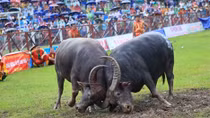 Lễ hội chọi trâu Đồ Sơn 2015