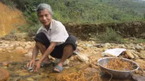 Lão nông người Cơ Tu và "công nghệ" trồng sâm ba kích thoát nghèo