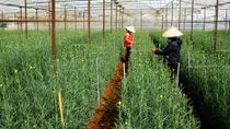 Làng hoa cho doanh thu 200 tỷ đồng mỗi năm
