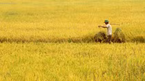 Tự học
