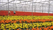 Chuyện Tây làm giàu ở xứ ta