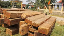 Khi bảo vệ rừng tiếp tay cho lâm tặc