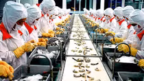 Năm 2014, xuất khẩu thủy sản ‘vượt vũ môn’ tăng 18%