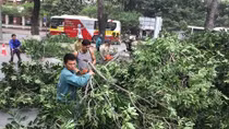 Hà Nội thay thế cây xanh trên nhiều tuyến phố 
