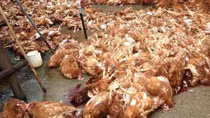 Khai khống hơn 5.000 con gà chết để chiếm đoạt gần 1 tỷ đồng?