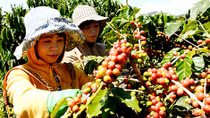Bí mật về loại cà phê chất lượng hàng đầu thế giới tại Việt Nam