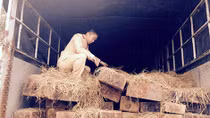 Bắt xe ô tô chở 8m3 gỗ gụ lậu 