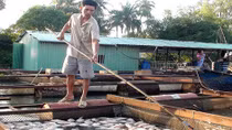 Làng cá bè điêu đứng do ô nhiễm 