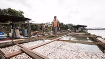 Cá chết trắng bè trên sông Đồng Nai 