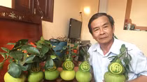 Bưởi hồ lô hút hàng, sốt giá