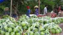 Trái cây miền Tây hút hàng ngày tết