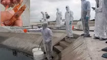 Dồn sức dập dịch tôm nuôi tại TP Móng Cái