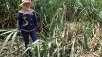 Đàn voi rừng hàng chục con phá hoa màu của dân