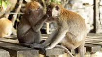 Nuôi động vật rừng trái phép