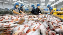 Nhiều rủi ro khi xuất khẩu cá tra tiểu ngạch sang Trung Quốc