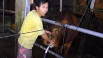 Bơm nước giếng khoan vào bụng bò ‘phù phép’ gầy thành béo