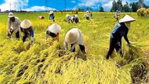 Công bố báo cáo tăng trưởng, chuyển dịch cơ cấu và thay đổi trong nông thôn Việt Nam
