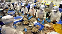Các sản phẩm cua, ghẹ của Việt Nam đã xuất khẩu sang 34 thị trường