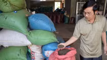 Thương lái Trung Quốc làm rối loạn thị trường hồ tiêu