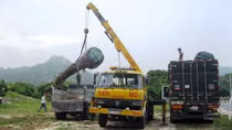 Thương lái Trung Quốc ồ ạt thu mua cây thốt nốt