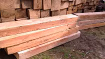 Phát hiện bãi tập kết gỗ lậu khối lượng lớn
