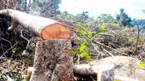 Đốn hạ rừng phòng hộ ven biển để lấy đất đào ao nuôi tôm