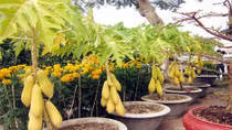 Làm giàu nhờ trồng đu đủ cảnh bán dịp Tết