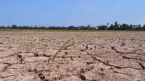 Trà Vinh công bố thiên tai hạn mặn